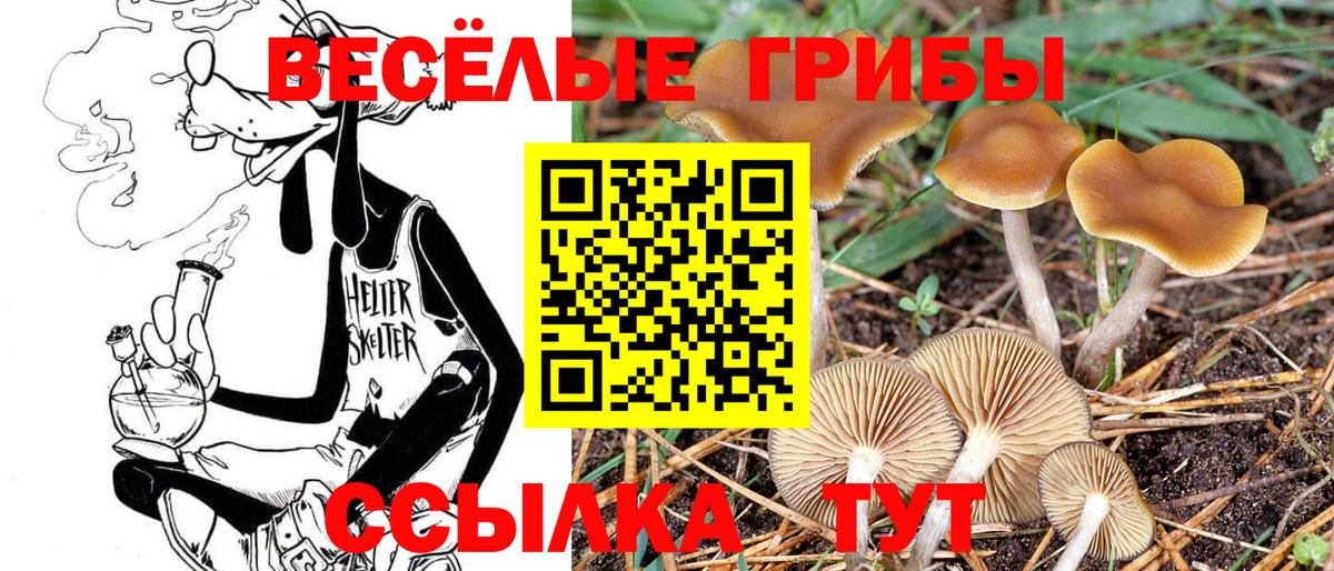 Саранск  Галлюциногенные грибы Cubensis  продажа наркотиков  Вход с VPN 